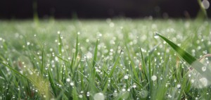 Acquafert divisione Green - Cicognolo